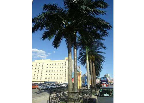 1568812011941935.jpg 椰子樹.jpg